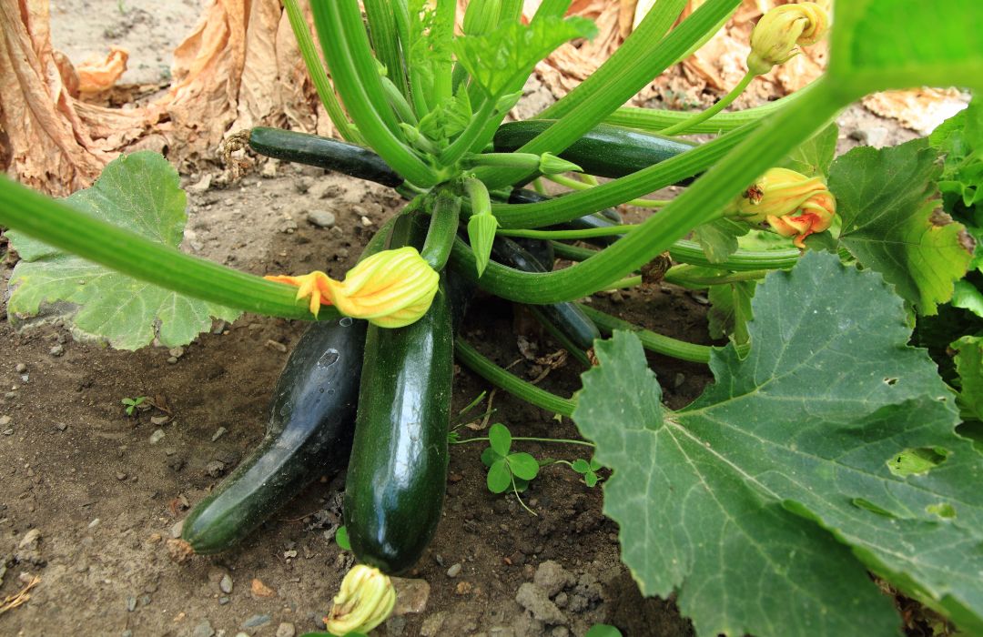 What are the most drought tolerant vegetables to grow?